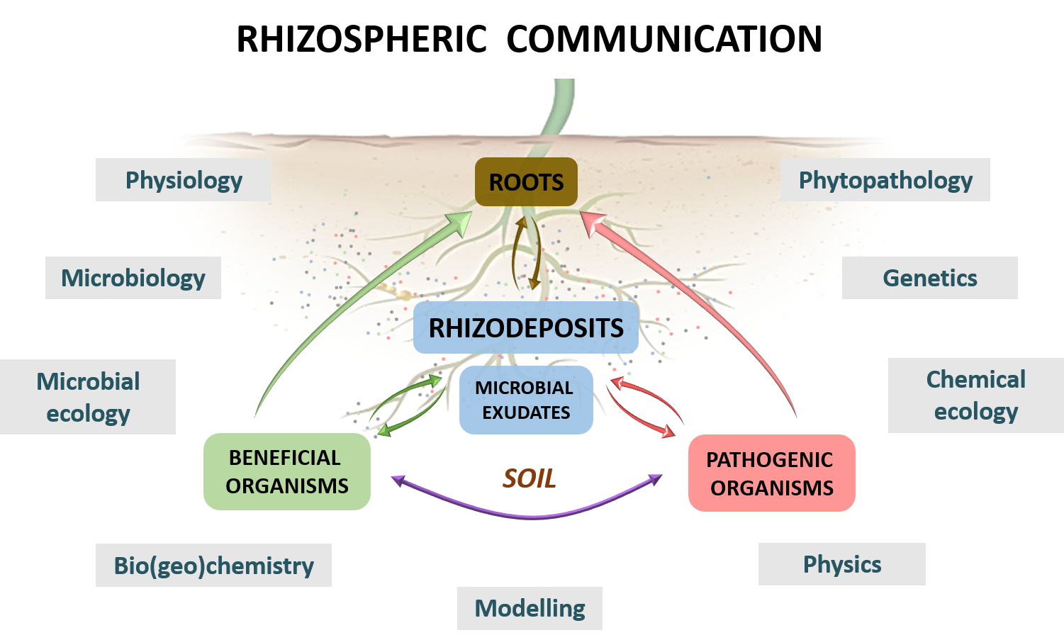 Sch&eacute;ma_RhizosPHARE